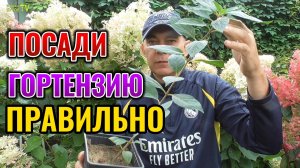 Не сажай гортензию, пока не посмотришь это видео: вот чем нужно подкормить гортензию при посадке 🌺