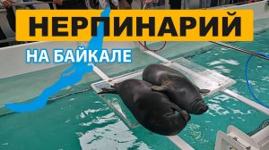 Нерпинарий на Байкале: Удивительное Шоу Байкальских Нерп