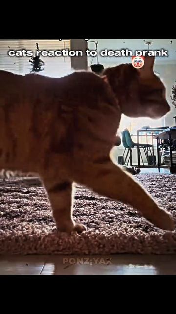 Эдит смотреть онлайн