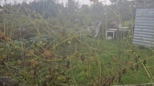 Что будет, если не обрабатывать виноградник от милдью. Соседские угрозы.