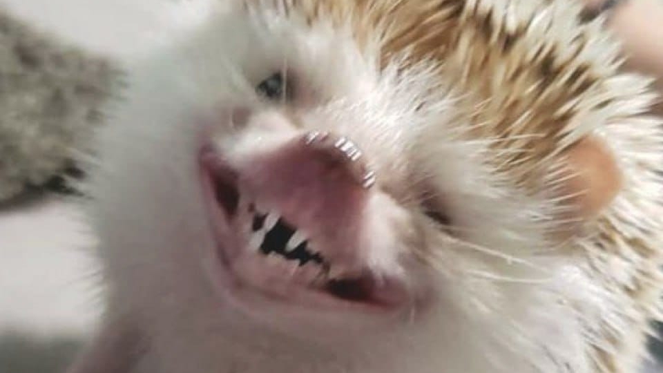 что делать если смотреть свой Стрим и делать Стрим