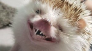 что делать если смотреть свой Стрим и делать Стрим