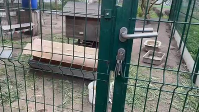 🐓🐓🐓🦃🌿 смотреть онлайн