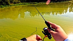 Мормышинг! Ловля Ротана в болоте! Рыбалка на спиннинг