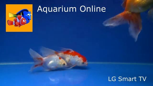 Aquarium Online смотреть онлайн