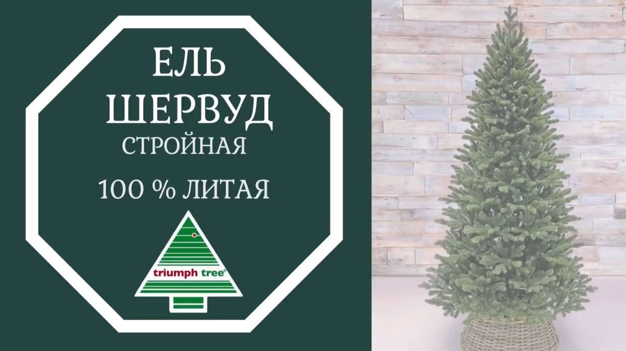 Triumph Tree - Обзор искусственной ели Шервуд премиум стройная 100% литая зелёная смотреть онлайн