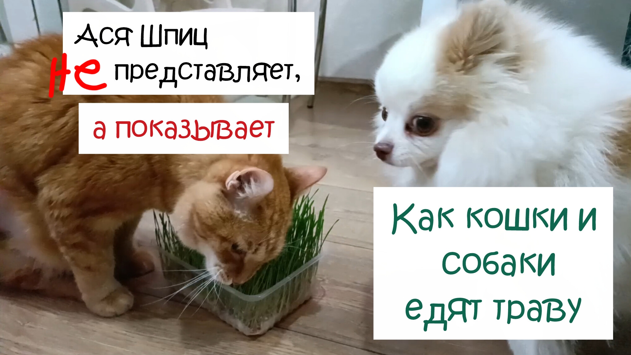 Как кошки и собаки едят траву смотреть онлайн