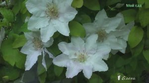 Любовь к садоводству*    Мой сад