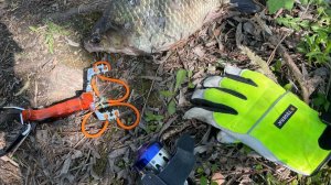 ЛОВИМ КАРАСЯ НА РОГАТКУ