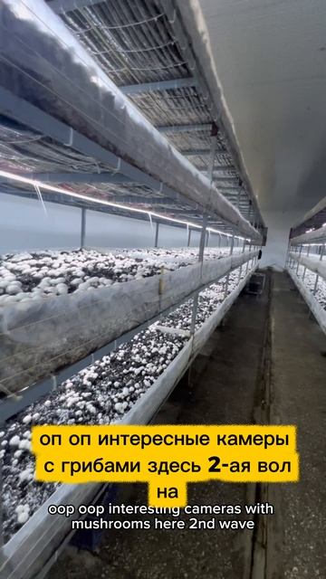 Грибочки растут!