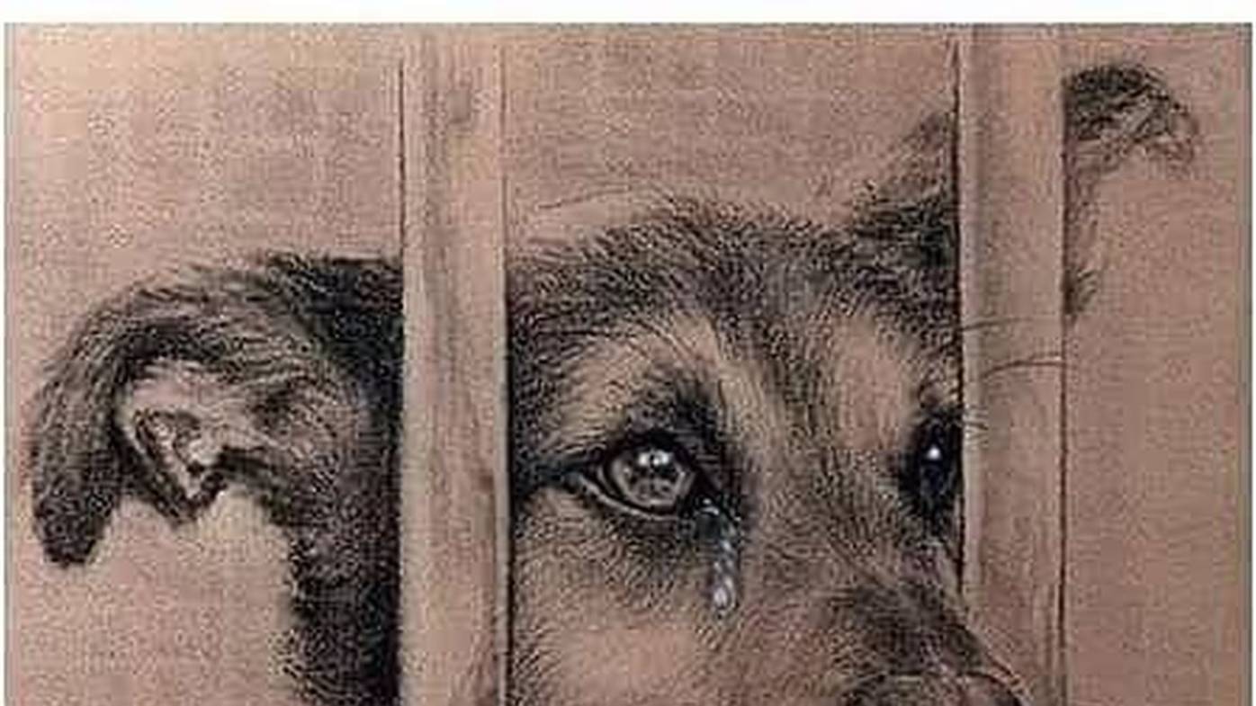 СОЖГИ, СНИМИ С СЕБЯ ПОРЧУ НА СОБАЧЬЮ ЖИЗНЬ, ХОМУТЫ,МОРОК. ОБРАТКА смотреть онлайн