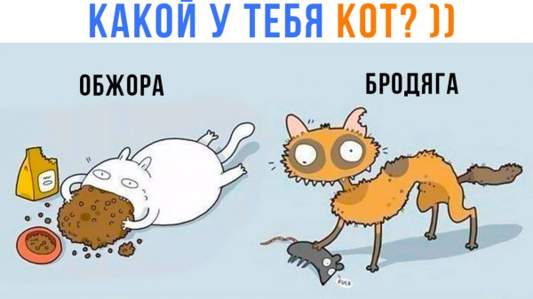 А КАКОЙ У ТЕБЯ ПИТОМЕЦ? ))) Приколы | Мемозг 1659