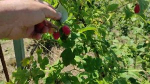 Малина _Глен Файн_.