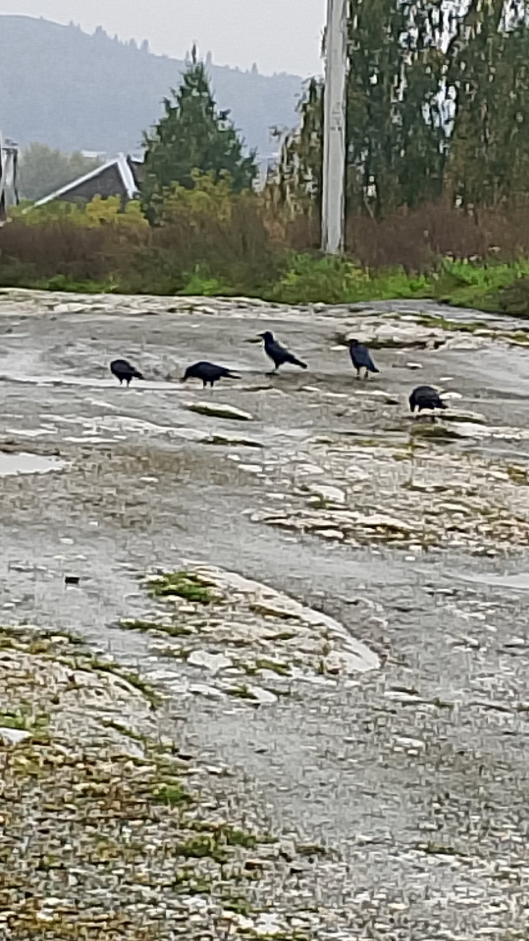 Утро, третье сентября! Кажется, дождь, это –навечно! смотреть онлайн