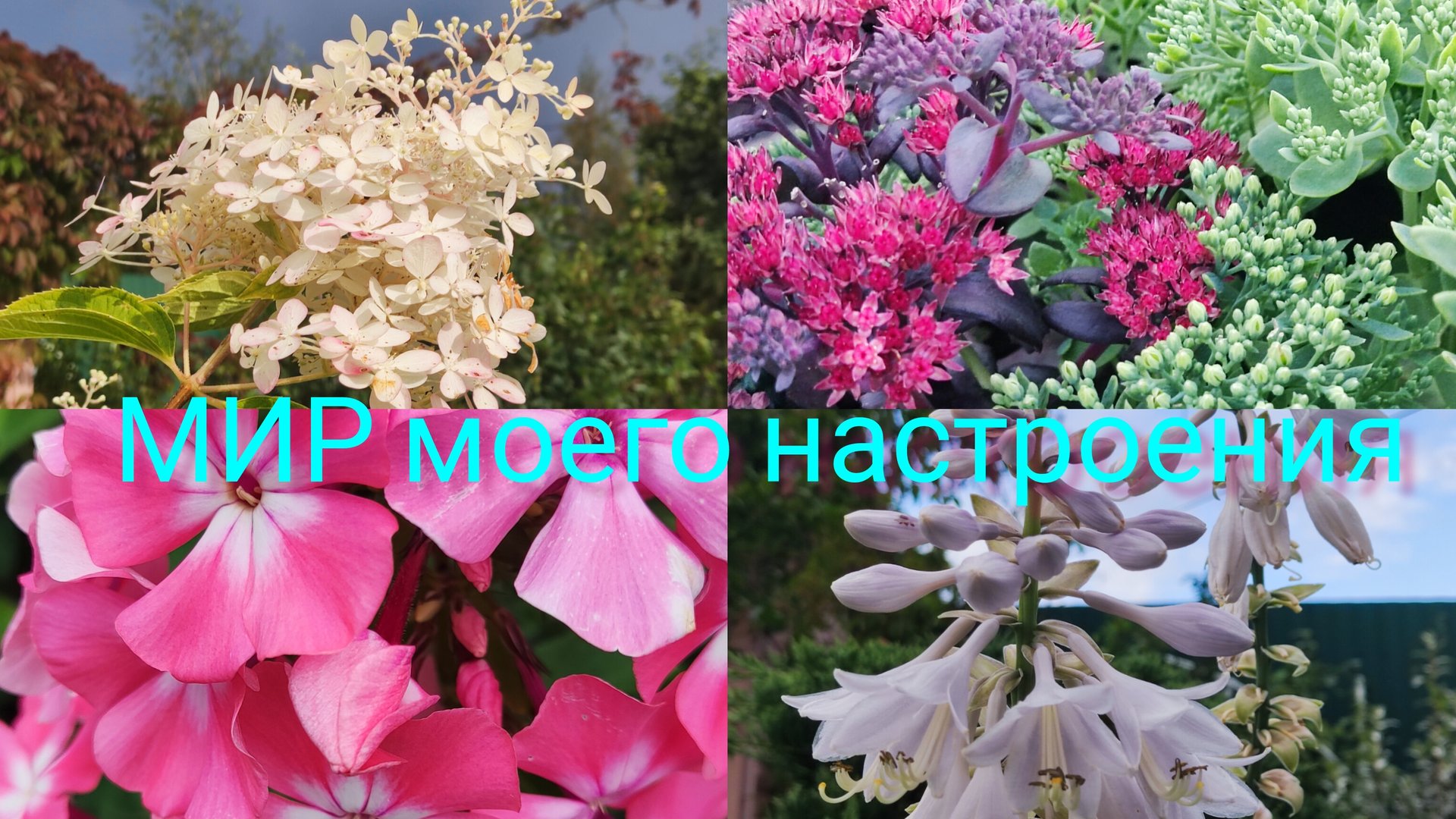 26.08.25 Дача.Грядка с хостами.Девичий виноград.Опять ворона смотреть онлайн