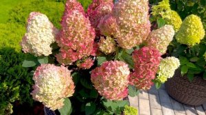 Pandalus (Пандалус) - метельчатая гортензия из серии PAN (Пан)