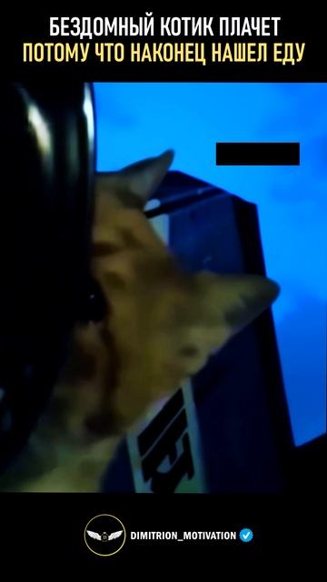 Бездомный котик плачет потому что наконец то нашел еду #добро смотреть онлайн