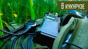 Радиосвязь из полей. Из поля кукурузы )