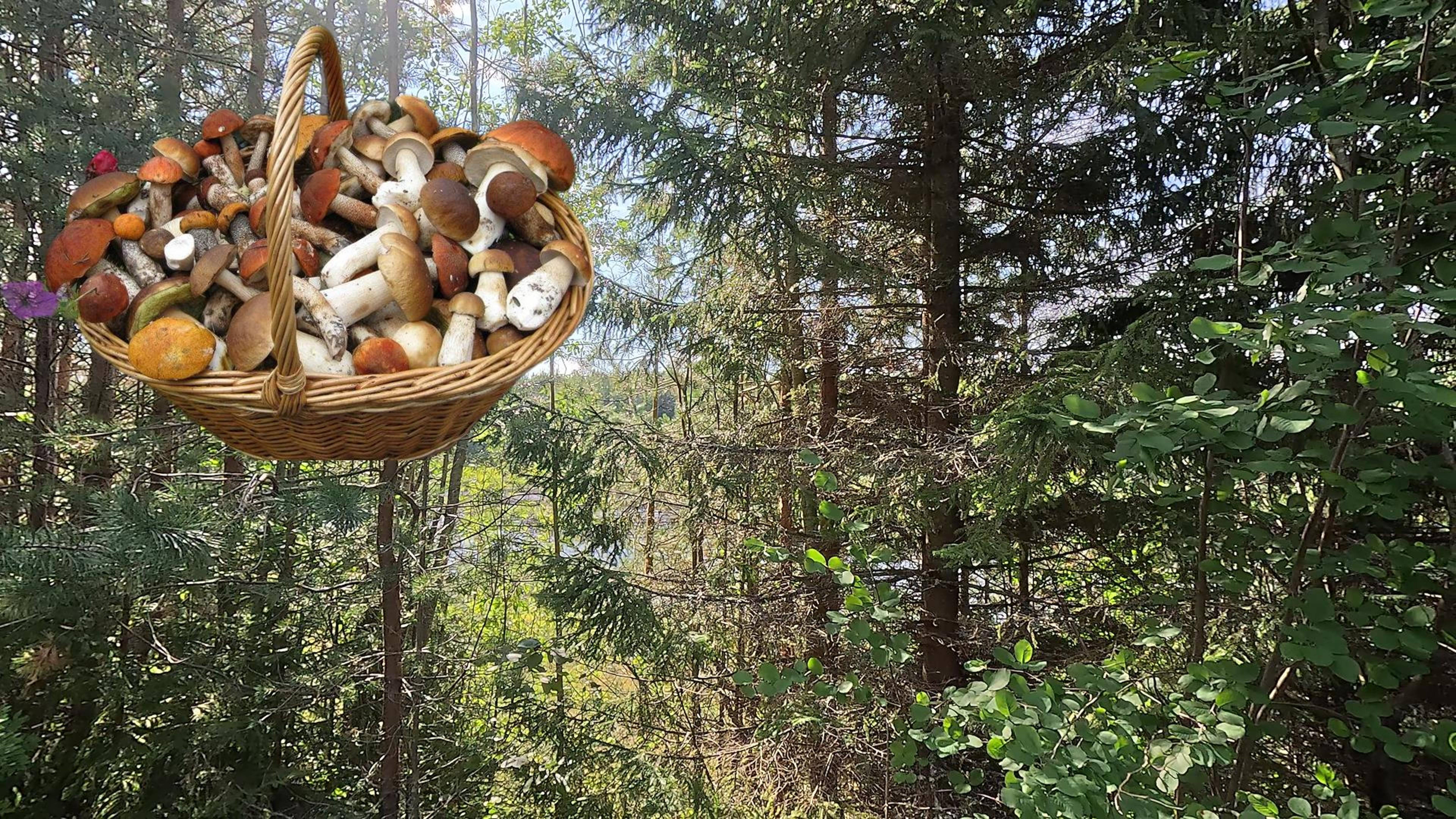 г. Тотьма, нарезка грибной охоты. смотреть онлайн