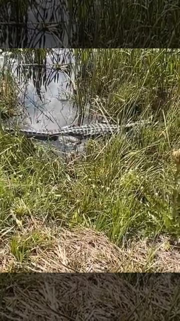 УЖАС! Не похоже на фейк ...