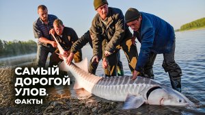 Самые дорогие виды рыбы: сколько стоит поймать «золотую» добычу | Факты