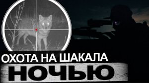 Охота на шакала с манком