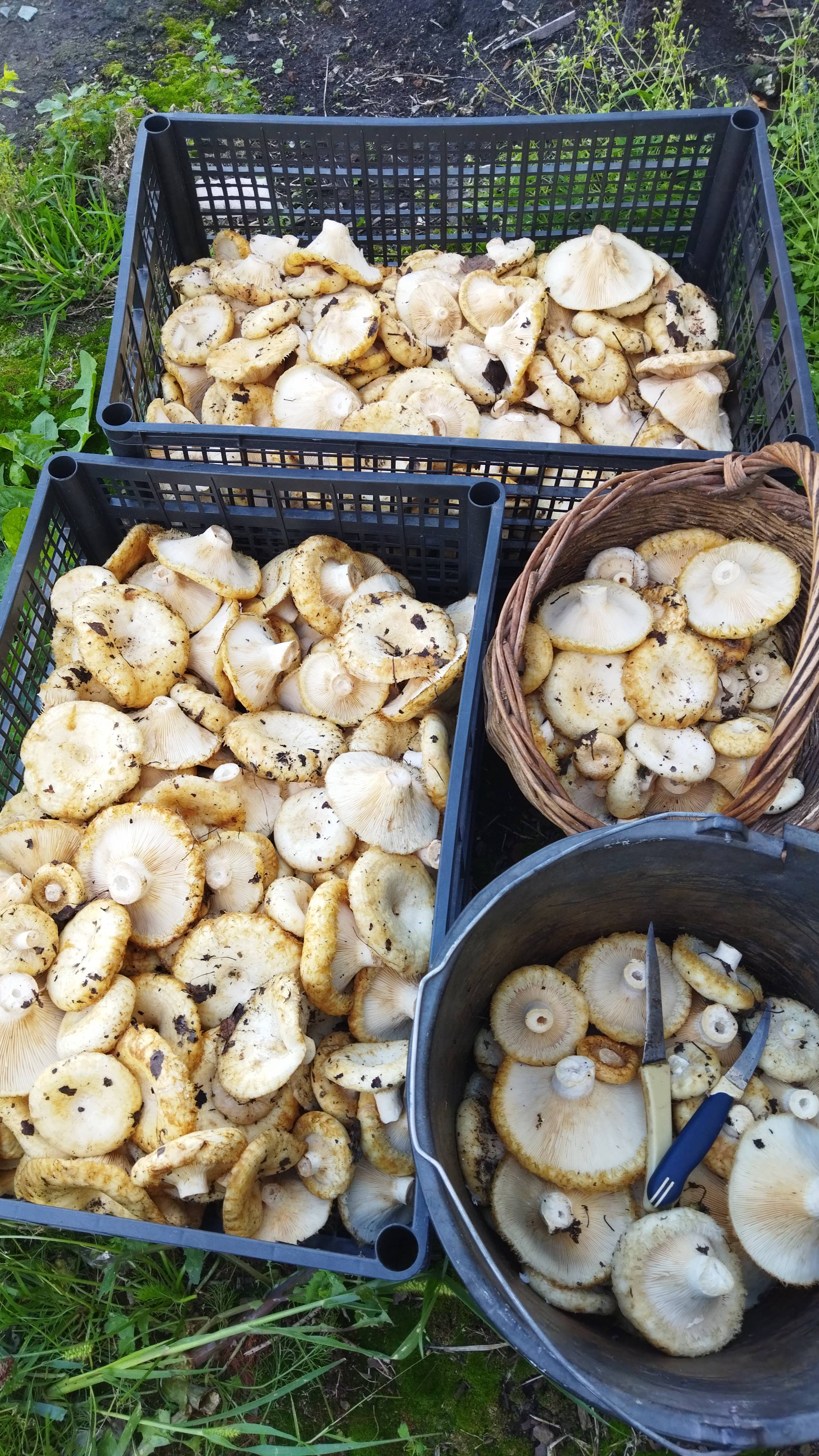 СОБИРАЕМ ГРУЗДИ ЧАСТЬ 1 смотреть онлайн