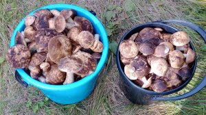 Тихая охота как в сказке видимо не видимо!