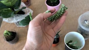 цветочные новости, новинки и своп