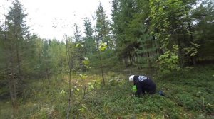 Разведка маршрута, сбор брусники и грибов.