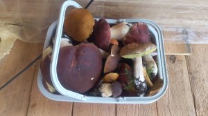 ЛЕС , Зашла обнять деревья , вышка с корзиной БОРОВЫХ ГРИБОВ