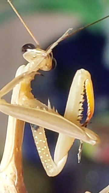 Богомол в гостях