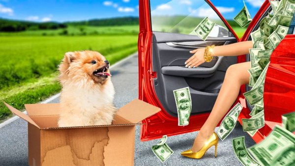 Богатая семья спасла бездомную собаку 🐶 Смешные ситуации и идеи от 123 GO! 🎉