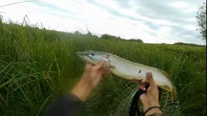 Кастинговая сеть ф5,15м! Ловим рыбу на консервы.