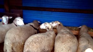 КОРМУШКИ ДЛЯ ОВЕЦ ИЗ ПОДРУЧНОГО МАТЕРИАЛА!