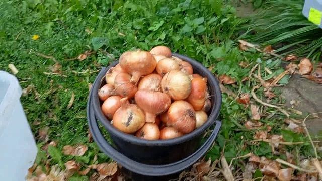 Перебираю лук.