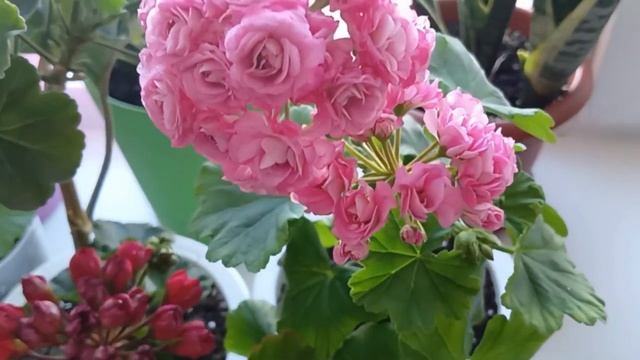 Ошибки при выращивании Пеларгонии смотреть онлайн