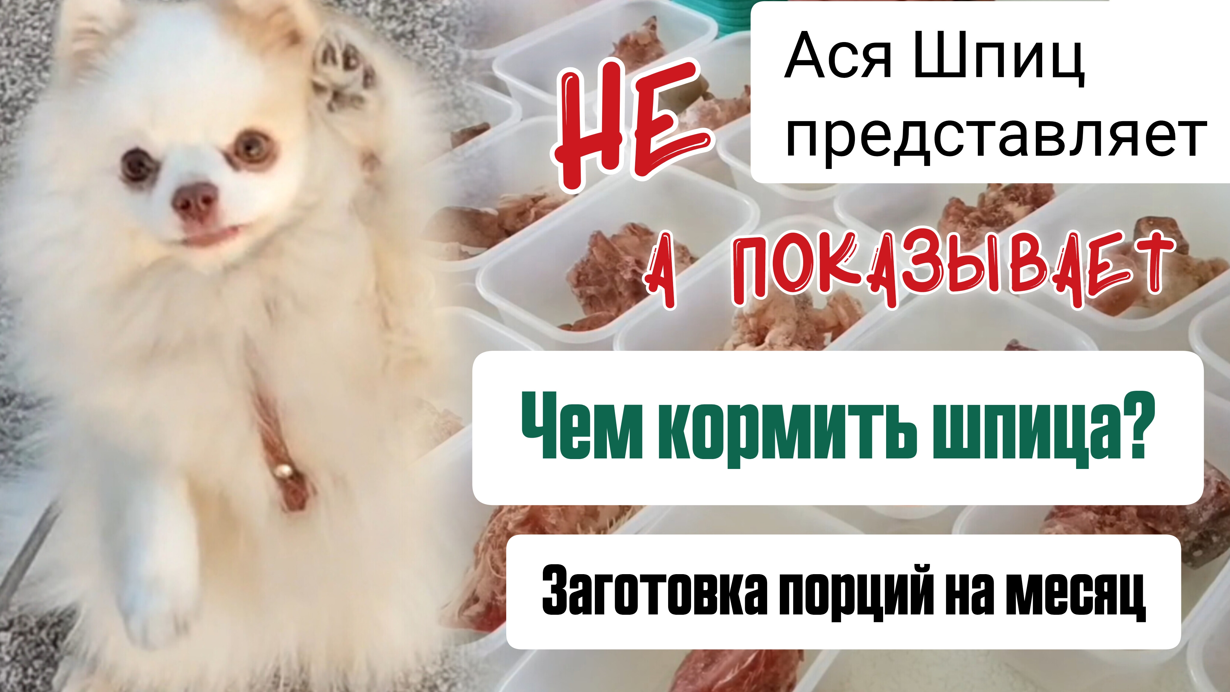 Чем кормить шпица? Сырое натуральное питание собак. Заготовка порций на месяц смотреть онлайн