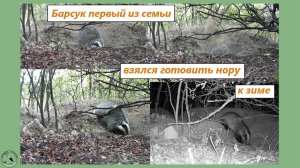 Барсук готовит нору к зиме. Первые тяжёлые земляные работы - на главе семейства. 9-10.08.25