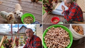 ЧТО ДЛЯ НАС 3 СЕНТЯБРЯ. ПЕРЕБРАЛИ ГРИБЫ,БУДУ МАРИНОВАТЬ.