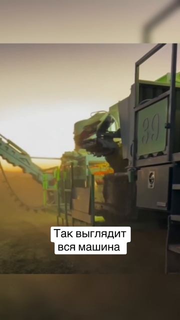 От бабушки до комбайна: как меняется сбор помидоров