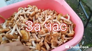 Опята в Калуге