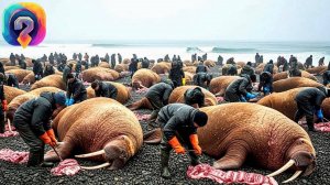 А вы знали, Как охотятся на гигантского моржа весом 2 тонны?