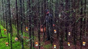 ГРИБНИК В ЭКСТАЗЕ! В ЭТОМ ГЛУХОМ ЕЛЬНИКЕ МИЛЛИОН ГРИБОВ. МОЛОДЫЕ  БЛАГОРОДНЫЕ ГРИБЫ ПОВСЮДУ И ВЕЗДЕ