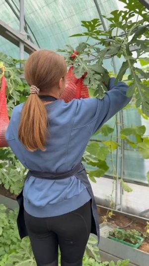 АРБУЗЫ ПОШЛИ