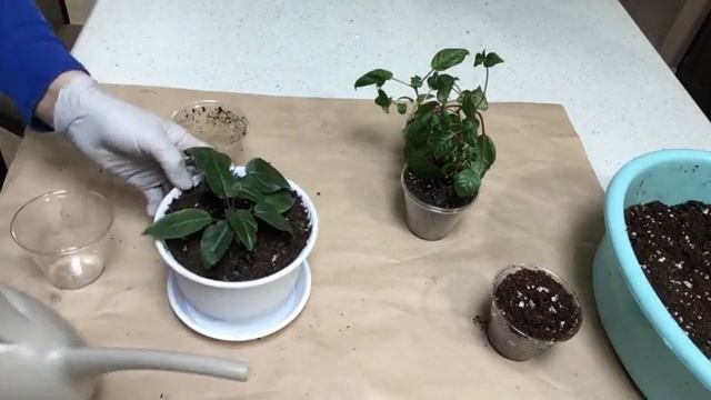 🌸🌸🌸🌸 смотреть онлайн