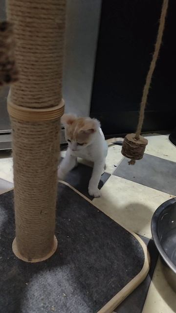 Котенка покусали кошки. Заживляем раны.