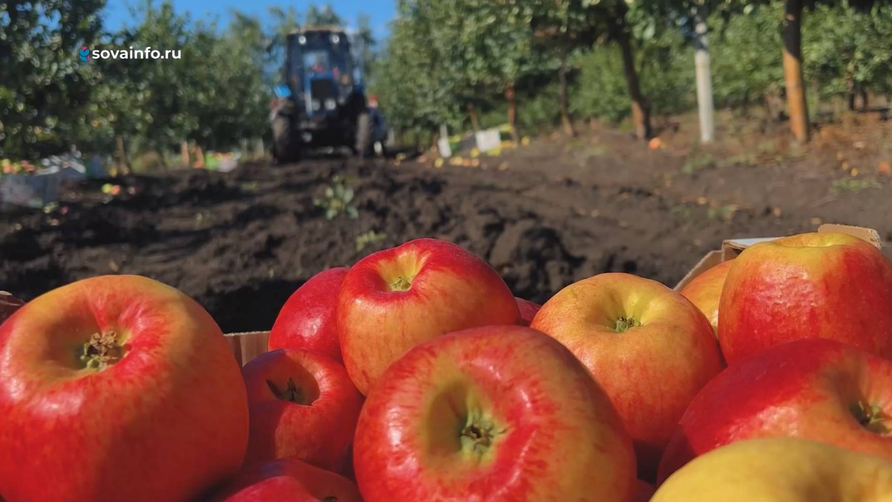 Сочный урожай. Агрокурьер