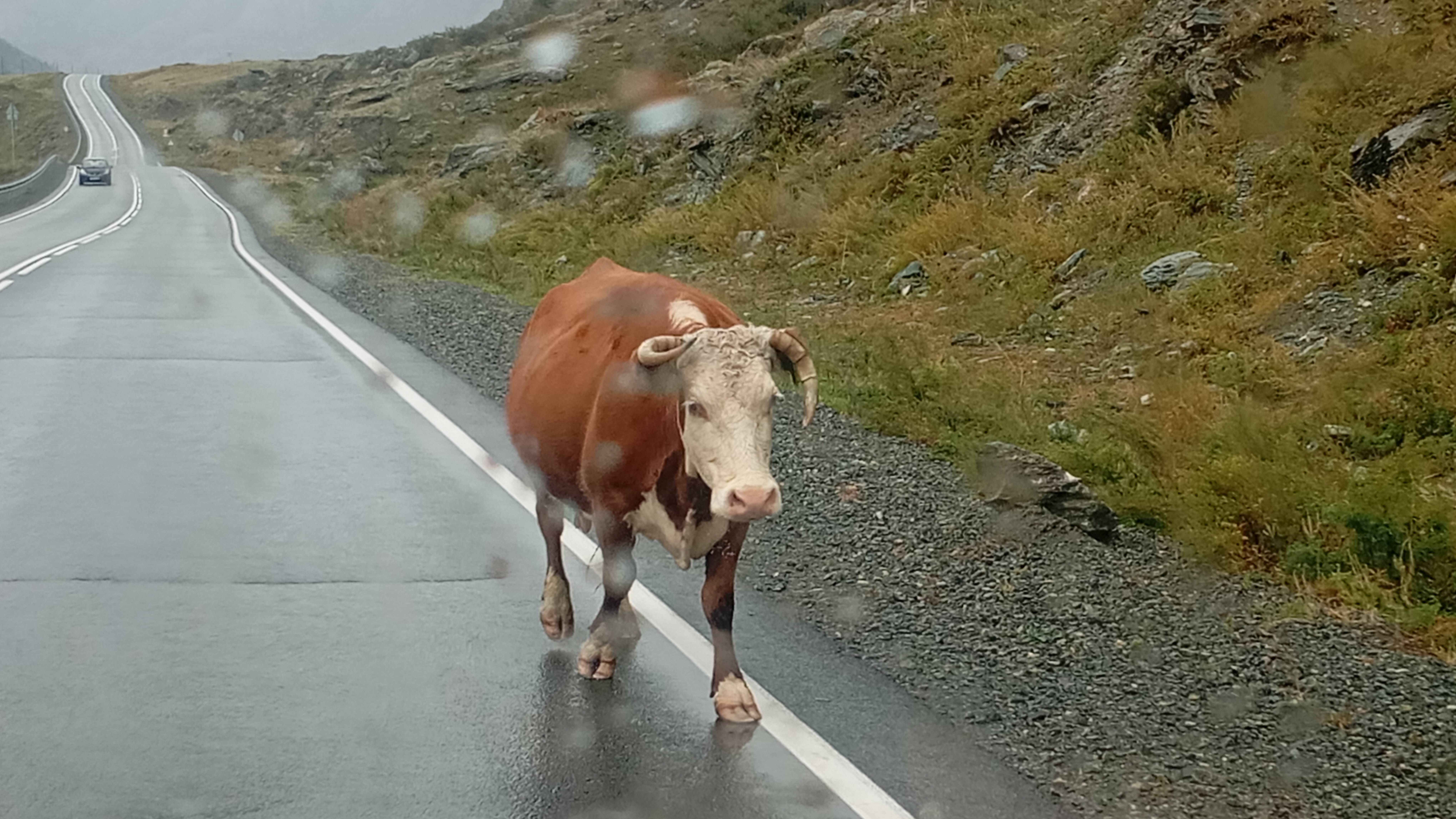 Снежные вершины,крутые повороты Горный Алтай,отдых😁👍❄️ смотреть онлайн