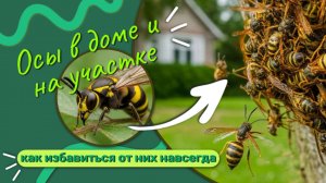 Осы в доме и на участке: как избавиться от них навсегда